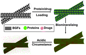 Graphical abstract: Reverse-biomineralization assembly of acid-sensitive biomimetic fibers for hard tissue engineering and drug delivery