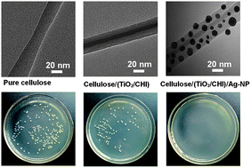 Graphical abstract: Antibacterial hybrid materials fabricated by nanocoating of microfibril bundles of cellulose substance with titania/chitosan/silver-nanoparticle composite films