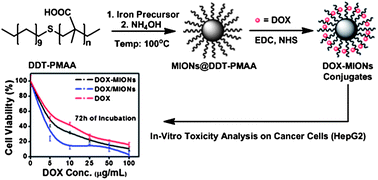 Graphical abstract: Highly water-soluble magnetic iron oxide (Fe3O4) nanoparticles for drug delivery: enhanced in vitro therapeutic efficacy of doxorubicin and MION conjugates