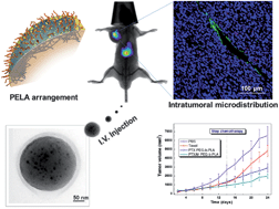 Graphical abstract: Molecular structure matters: PEG-b-PLA nanoparticles with hydrophilicity and deformability demonstrate their advantages for high-performance delivery of anti-cancer drugs