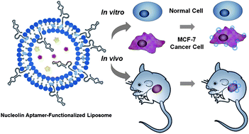 Graphical abstract: Selective delivery of an anticancer drug with aptamer-functionalized liposomes to breast cancer cells in vitro and in vivo