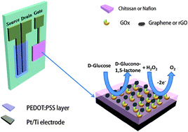 Graphical abstract: Highly selective and sensitive glucose sensors based on organic electrochemical transistors with graphene-modified gate electrodes
