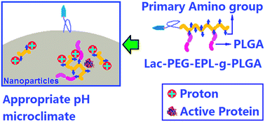 Graphical abstract: Protein-loaded comb-shape copolymer-based pH-responsive nanoparticles to improve the stability of proteins
