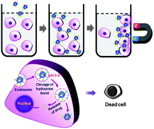 Graphical abstract: Theranostic magnetic nanoparticles for efficient capture and in situ chemotherapy of circulating tumor cells