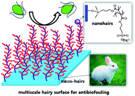 Graphical abstract: Multiscale hairy surfaces for nearly perfect marine antibiofouling