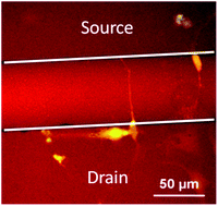 Graphical abstract: N-type perylene-based organic semiconductors for functional neural interfacing