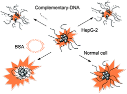 Graphical abstract: Multi-DNA–Ag nanoclusters: reassembly mechanism and sensing the change of HIF in cells