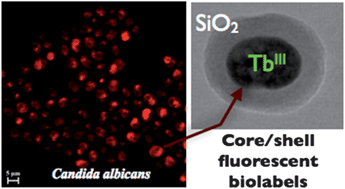 Graphical abstract: Fluorescence biolabeling using methylated silica nanoparticles containing a lanthanide complex
