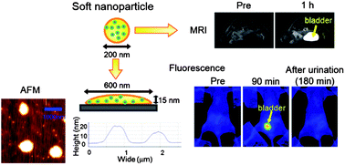 Graphical abstract: The simple preparation of polyethylene glycol-based soft nanoparticles containing dual imaging probes