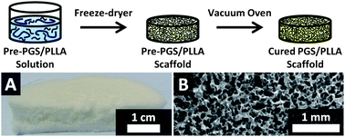Graphical abstract: Large three-dimensional poly(glycerol sebacate)-based scaffolds – a freeze-drying preparation approach