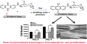 Graphical abstract: Photoinduced modification of the natural biopolymer poly(3-hydroxybutyrate-co-3-hydroxyvalerate) microfibrous surface with anthraquinone-derived dextran for biological applications