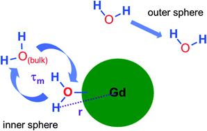 Graphical abstract: The gadonanotubes: structural origin of their high-performance MRI contrast agent behavior