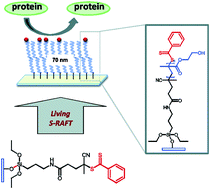 Graphical abstract: Controlled growth of protein resistant PHEMA brushes via S-RAFT polymerization