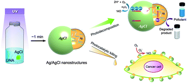 Graphical abstract: DNA-templated plasmonic Ag/AgCl nanostructures for molecular selective photocatalysis and photocatalytic inactivation of cancer cells