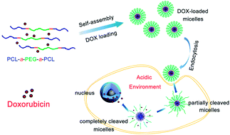 Graphical abstract: Biocompatible and acid-cleavable poly(ε-caprolactone)-acetal-poly(ethylene glycol)-acetal-poly(ε-caprolactone) triblock copolymers: synthesis, characterization and pH-triggered doxorubicin delivery