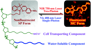 Graphical abstract: Water-soluble copolymeric materials: switchable NIR two-photon fluorescence imaging agents for living cancer cells
