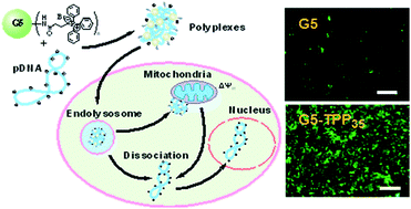 Graphical abstract: Mitochondrial targeting dendrimer allows efficient and safe gene delivery
