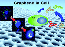 Graphical abstract: Visualizing the localization of transfection complexes during graphene nanoparticle-based transfection