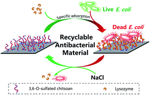 Graphical abstract: Recyclable antibacterial material: silicon grafted with 3,6-O-sulfated chitosan and specifically bound by lysozyme