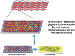 Graphical abstract: Layer-by-layer assembled graphene oxide composite films for enhanced mechanical properties and fibroblast cell affinity