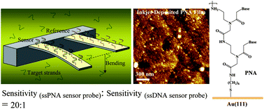 Graphical abstract: Enhancing sensitivity in a piezoresistive cantilever-based label-free DNA detection assay using ssPNA sensor probes