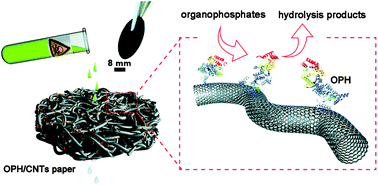 Graphical abstract: Biocatalytic carbon nanotube paper: a ‘one-pot’ route for fabrication of enzyme-immobilized membranes for organophosphate bioremediation