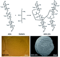 Graphical abstract: Fabrication of alginate–gelatin crosslinked hydrogel microcapsules and evaluation of the microstructure and physico-chemical properties