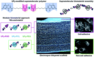 Graphical abstract: A modular approach to easily processable supramolecular bilayered scaffolds with tailorable properties