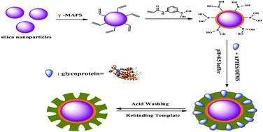 Graphical abstract: Synthesis of boronic acid-functionalized molecularly imprinted silica nanoparticles for glycoprotein recognition and enrichment