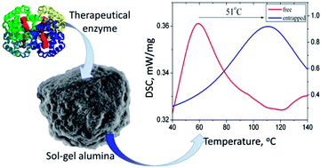 Graphical abstract: Exceptional thermal stability of therapeutical enzymes entrapped in alumina sol–gel matrices
