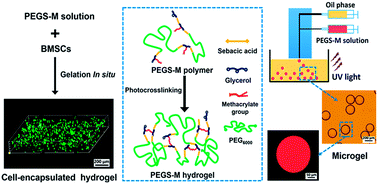 Graphical abstract: Injectable biodegradable hydrogels and microgels based on methacrylated poly(ethylene glycol)-co-poly(glycerol sebacate) multi-block copolymers: synthesis, characterization, and cell encapsulation