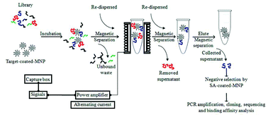 Graphical abstract: A novel protocol for generating high-affinity ssDNA aptamers by using alternating magnetic fields