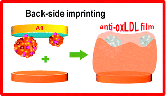 Graphical abstract: Backside-surface imprinting as a new strategy to generate specific plastic antibody materials