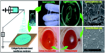 Graphical abstract: Chitosan-modified, collagen-based biomimetic nanofibrous membranes as selective cell adhering wound dressings in the treatment of chemically burned corneas