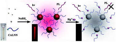 Graphical abstract: Peptide-templated synthesis of wavelength-tunable fluorescent gold nanoparticles