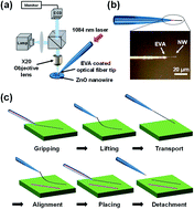 Graphical abstract: Manipulating ZnO nanowires for field-effect device integration by optical-fiber grip coated with thermoplastic copolymer