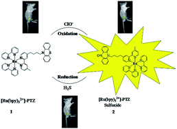 Graphical abstract: Reversible and selective luminescent determination of ClO−/H2S redox cycle in vitro and in vivo based on a ruthenium trisbipyridyl probe