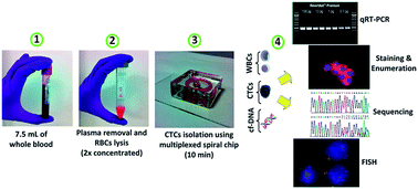 Graphical abstract: An ultra-high-throughput spiral microfluidic biochip for the enrichment of circulating tumor cells