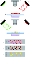 Graphical abstract: 6-Plex microsphere immunoassay with imaging planar array detection for mycotoxins in barley