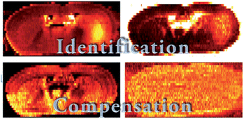 Graphical abstract: Matrix effects in biological mass spectrometry imaging: identification and compensation