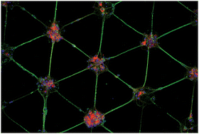 Graphical abstract: Micropatterning neuronal networks