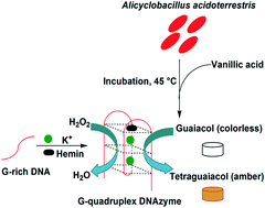 Graphical abstract: A G-quadruplex DNAzyme-based colorimetric method for facile detection of Alicyclobacillus acidoterrestris
