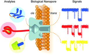 Graphical abstract: Single molecule analysis by biological nanopore sensors