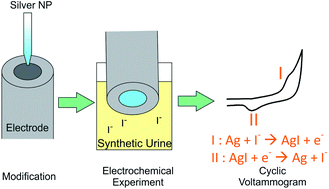 Graphical abstract: Electrochemical quantification of iodide ions in synthetic urine using silver nanoparticles: a proof-of-concept
