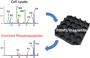 Graphical abstract: Magnetite-doped polydimethylsiloxane (PDMS) for phosphopeptide enrichment
