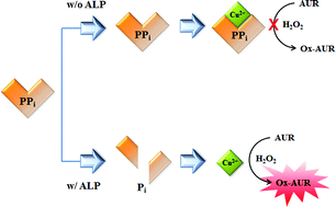 Graphical abstract: A sensitive dual colorimetric and fluorescence system for assaying the activity of alkaline phosphatase that relies on pyrophosphate inhibition of the peroxidase activity of copper ions