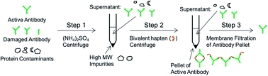 Graphical abstract: Affinity-based precipitation via a bivalent peptidic hapten for the purification of monoclonal antibodies