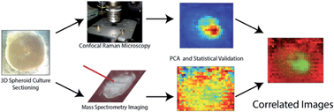 Graphical abstract: Correlated mass spectrometry imaging and confocal Raman microscopy for studies of three-dimensional cell culture sections