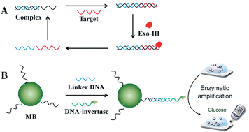 Graphical abstract: Portable and sensitive quantitative detection of DNA using personal glucose meters and exonuclease III-assisted signal amplification