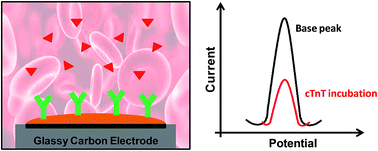 Graphical abstract: A label-free electrochemical immunosensor based on an ionic organic molecule and chitosan-stabilized gold nanoparticles for the detection of cardiac troponin T